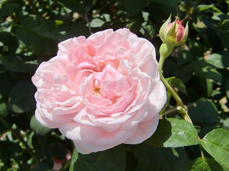 CIMG0625