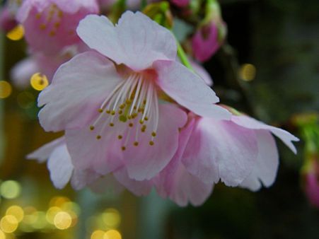 安行寒桜 2つめ
