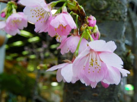 安行寒桜 3つめ