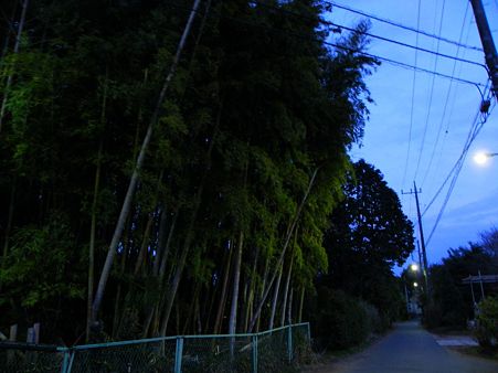 竹林脇の道