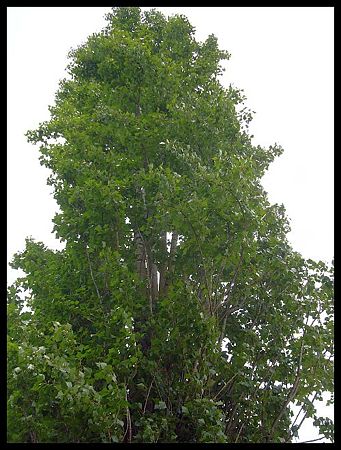 P2430927