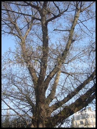 P2680418