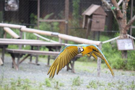 掛川花鳥園 H22.7.7 5