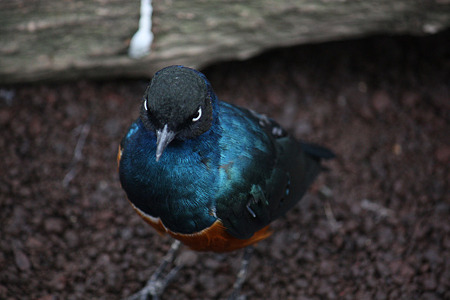 掛川花鳥園 H22.7.7 11