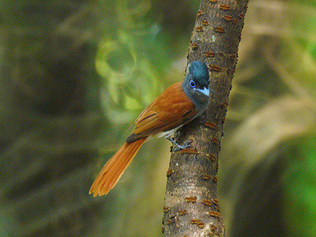 カワリサンコウチョウ(Asian Paradise-flycatcher) P1070676_R