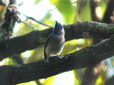 クロエリヒタキ(Black-naped Monarch) P1100716_R