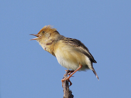 タイワンセッカ(Bright-capped Cisticola) P1120859_R