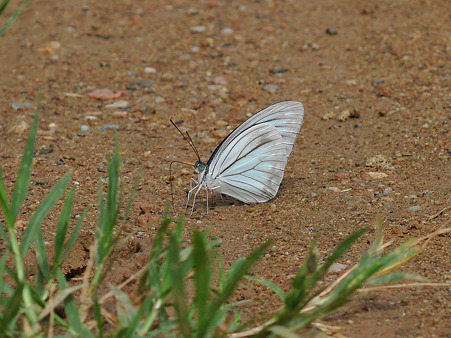 美しい蝶 DSC_3723_R