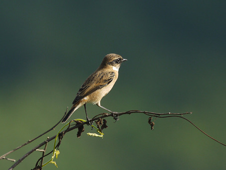 ノビタキ(Common Stonechat) P1240865_R