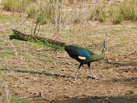 マクジャク(Green Peafowl) DSC_6261_R2