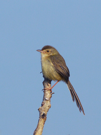 Plain Prinia(Blanfordi) P1020791_R2