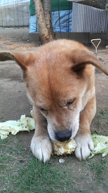 キャベツをむさぼる我が家の草食犬 写真共有サイト フォト蔵