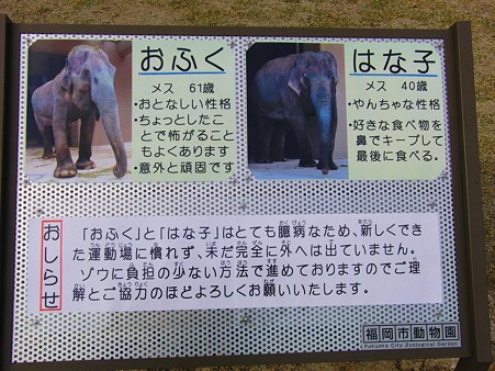 <b>福岡市動物園</b>のゾウ - て～げ～、て～げ～ なんくるなるさ <b>...</b>