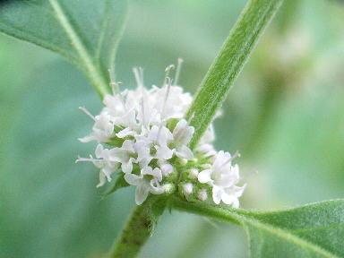 はっか・薄荷.2