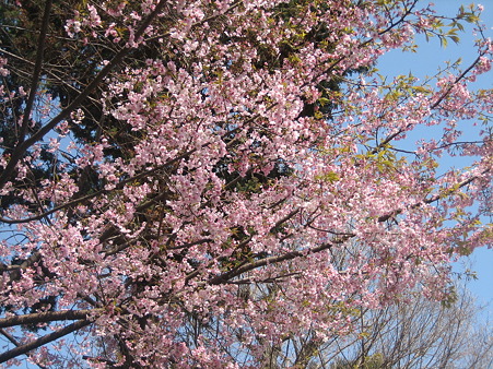 常盤小の桜 001