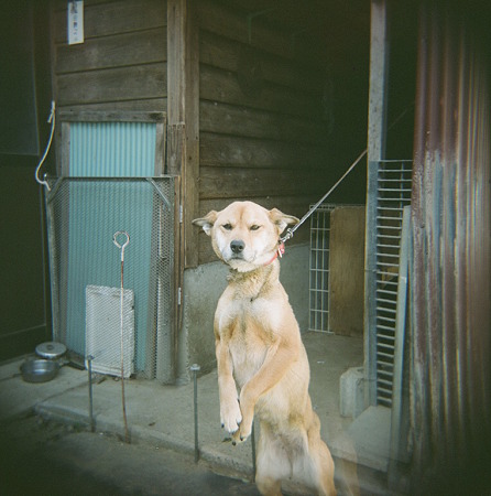 Mery04162011holga_fuji_pro400h