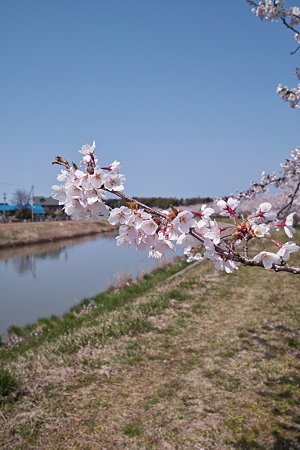 Cherry_blossom04212011dp1-05