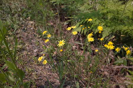 flowers05162011dp1-02