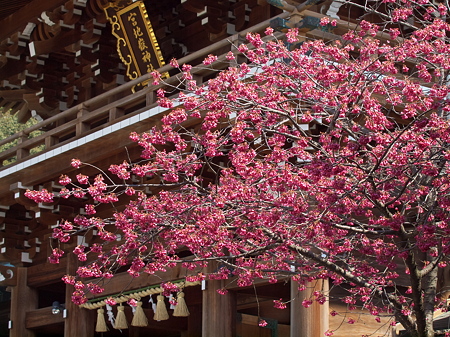 宮地嶽神社の寒緋桜とあんずの里 路傍の花たち