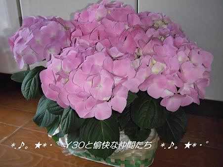 DSCF9027_pa