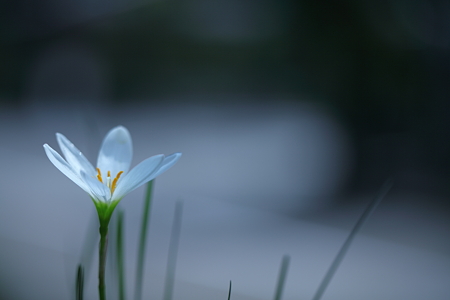 ゼフィランサス　一輪開花(1)