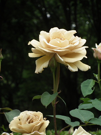 DSCF0043