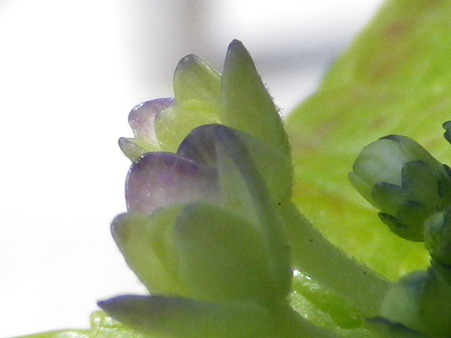 IMGP0035