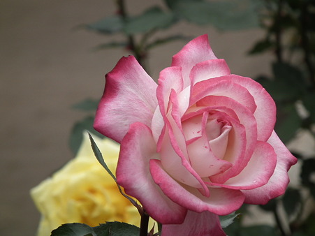 DSCF0077