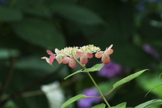 DSCF0081