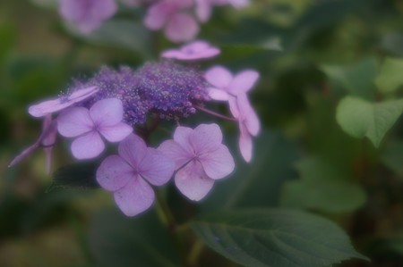 額紫陽花（ガクアジサイ）