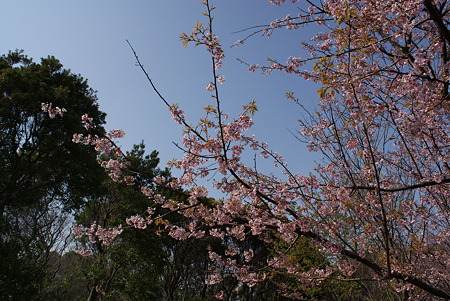 桜（サクラ）