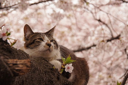 桜猫１