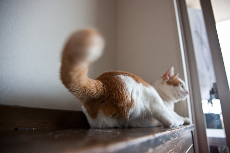 nekosuke100508010