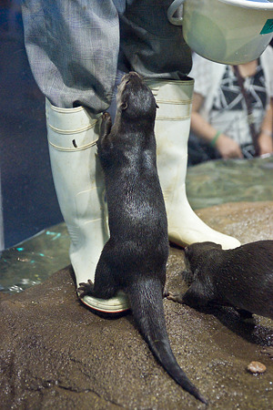 notojima100826710