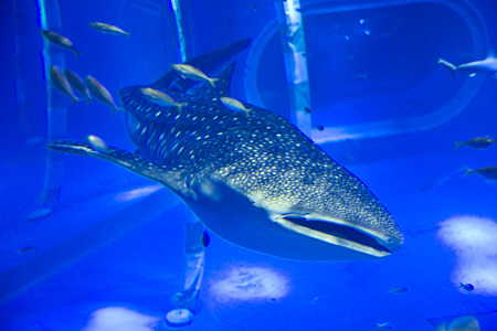 notojima100826176