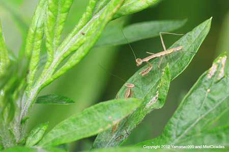 オオカマキリ