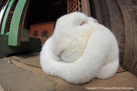 うさぎ