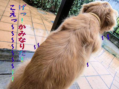 雷が遠くで鳴ったら緊張し始めすぐに震えだしました。