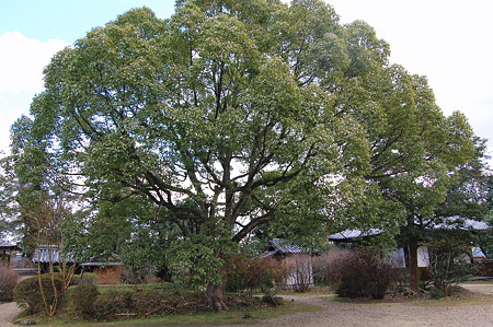 海龍王寺 楠 2011年01月10日_DSC_0269
