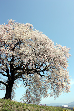 山梨・韮崎 わに塚の桜