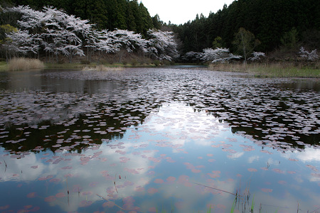 SDIM0381