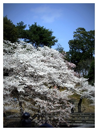 奈良公園の桜2007
