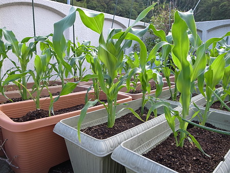 トウモロコシの育て方 ヤングコーンの収穫のタイミング 暇人主婦の家庭菜園 楽天ブログ