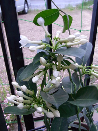jasmine