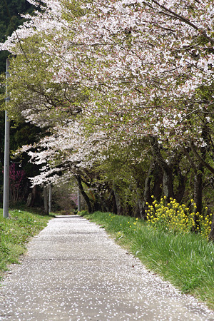 桜道