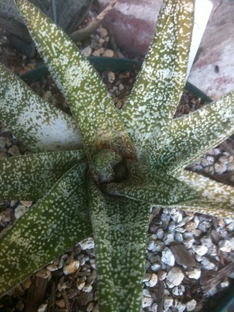 Gasteria batesiana 'Ultra Fine'