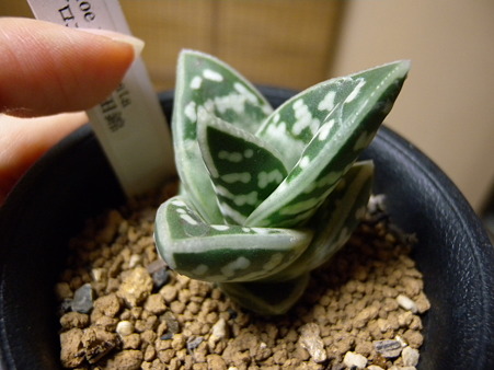 Aloe variegata