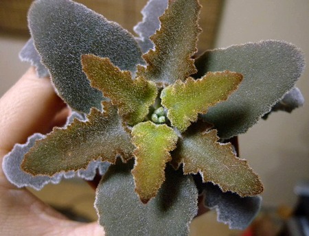 Kalanchoe