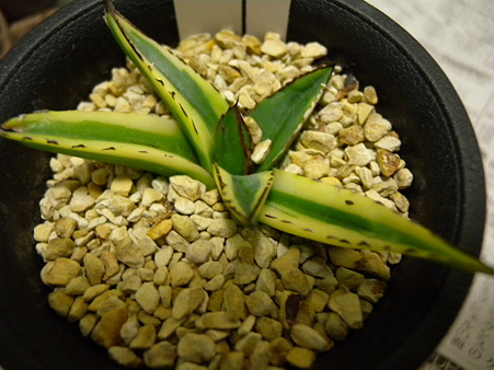 Agave KIZAN