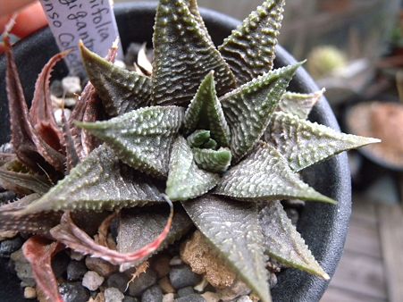 limirolia gigantea